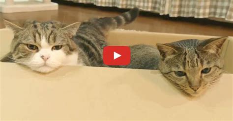 Maru And Hana Are Always Having Lots Of Fun We Love Cats And Kittens