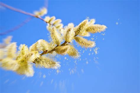 pollen allergies   foods  eat chacko allergy