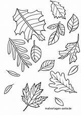 Herbstlaub Malvorlagen Herbst Jahreszeiten Boyama Sonbahar Ausmalbilder Yapraklar Yapragi Ucretsiz sketch template