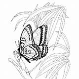 Butterfly Coloring Pages Grass Surfnetkids Next sketch template