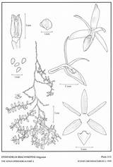 Epidendrum Epidendra Ramosum Webpage Jimenez Repens Hágsater Subgroup 1999 Drawing Type Group sketch template