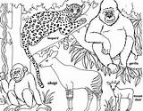 Jungle Coloring Printable Pages Template Facts Colouring sketch template