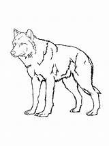 Coloring Wolf Tribal Pages Printable Grey Gray Drawing Getcolorings Wolves Getdrawings Polynesian Sheets Color Colorings sketch template