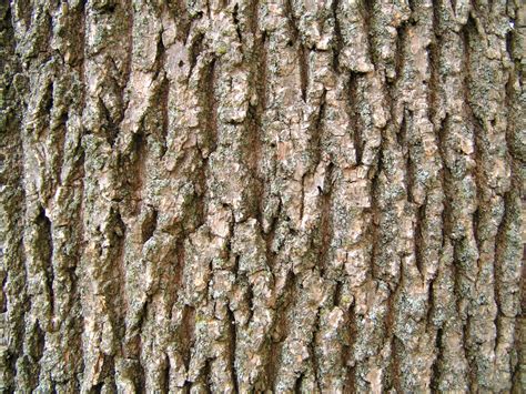 arbre ecorce texture stock photo freeimagescom