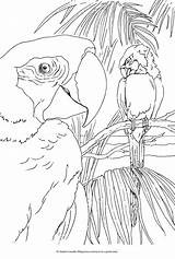Coloring Rosella Pages Book Designlooter Dover Publications 4kb Birds Color Choose Board Doverpublications Bird sketch template