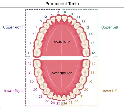 dental anatomy notation buecco