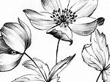 Anemone Botanical Wildflowers sketch template