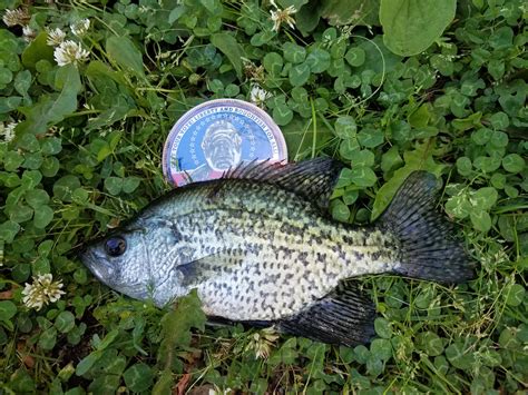 crappie black wwwroughfishcom