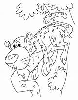 Coloring Cheetah Pages Cute Baby Colouring Scares Too Girls Kids Print Comments sketch template