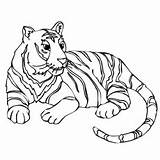 Tiger Coloring Pages Sumatran Tigers Cats Printable Big School Color Wild Animals Animal Drawing Ws First Designlooter Cute Kids Provide sketch template