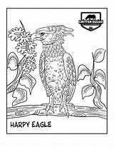 Harpy Eagle Coloring sketch template