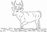 Deer Coloring Pages Tailed Whitetail Print Activity Totally Leisure Enjoyable Time Sketch Template Library Clipart Line sketch template