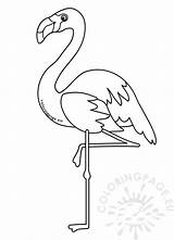 Coloring Flamingo Coloringpage sketch template