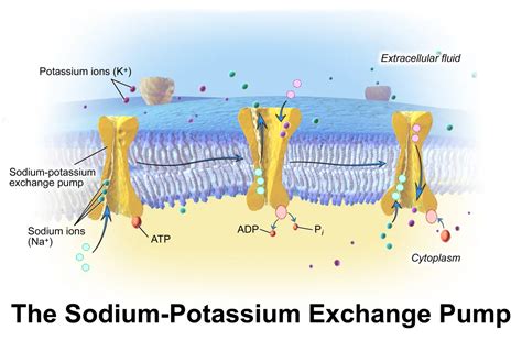 cellular physiology sodium potassium pump simple nursing