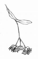 Tilia Platyphyllos Coloring Leaf Malvaceae Flowers Linden Copyright 1000px 2kb Fruit Flower sketch template