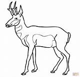Antelope Pronghorn Coloring Pages North American Clipart Printable Impala Color Print America Wildlife Saiga Supercoloring Drawings Designlooter Sketch Head Template sketch template