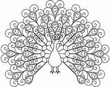Peacock sketch template