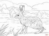 Rabbit Coloring Jack Pages Jackrabbit Supercoloring Hare California Colouring Printable Super Drawing 1536px 2048 14kb Getdrawings Drawings sketch template
