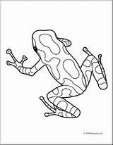 Poison Frogs Rainforest Abcteach Adulte Grenouille Rana Cache1 Repujado Designlooter sketch template