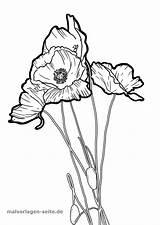 Mohnblume Malvorlage Pflanzen Ausmalbilder sketch template