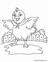 Coloring Hen Trying Fly sketch template