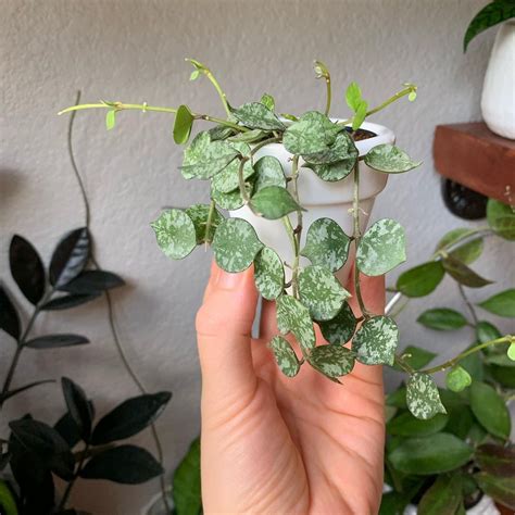 hoya curtisii care   grow care   porcelain flower