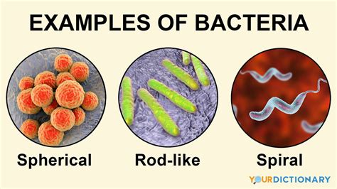 examples  bacteria types  infections yourdictionary
