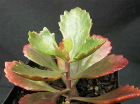 kalanchoe sexangularis roraima nursery