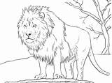 Lion African Coloring Male Supercoloring Pages sketch template