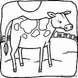 Kleurplaat Koeien Vaca Dieren sketch template