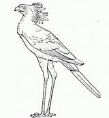 Secretary Raptor Birds Prey Raptors sketch template
