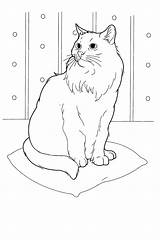 Da Coloring Pages Cats Colorare Teens Per Disegni Gatti Gatto Coloringpagesforadult Salvato Adults Bambini Disegno Printable Pagine sketch template