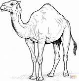 Coloring Camel Arabian Pages Drawing sketch template