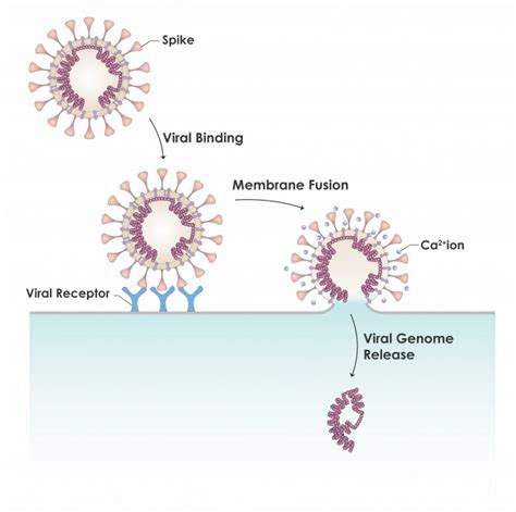 researchers seek universal treatments  impede coronavirus mirage news