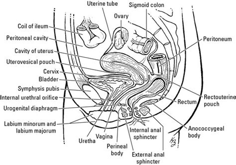 The Anatomy Of The Female Pelvis Dummies