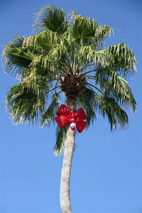 christmas palm tree stock photo image