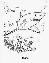 Shark Coloring Pages Printable Sharks Kids sketch template