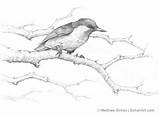 Nuthatch Headed P36 sketch template