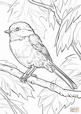 Coloring Pages Bird Chickadee Capped Printable Adult Adults Supercoloring Drawing Colouring Books sketch template