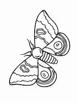 Farfalla Farfalle Disegnare Disegno Etichette Bancadelleemozioni Salvato sketch template