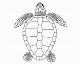 Loggerhead Turtle sketch template