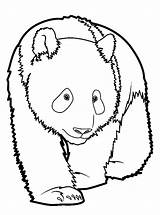 Panda Coloring Da Colorare Drawing Disegni Copyright Print sketch template