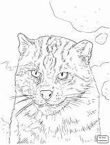 Cat Coloring Fishing Portrait Caracal Printable Pages Getdrawings Categories sketch template