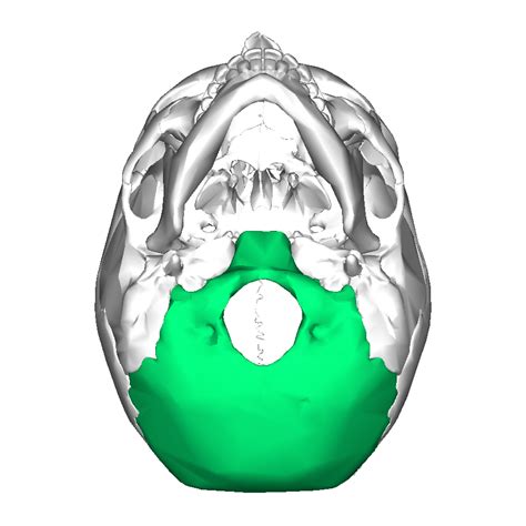 Occipital Bone Inferior View