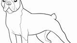 Boston Terrier Coloring Pages Winsome Getcolorings Printable Color Getdrawings sketch template