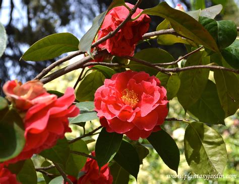 camellia camelias plantas  jardin
