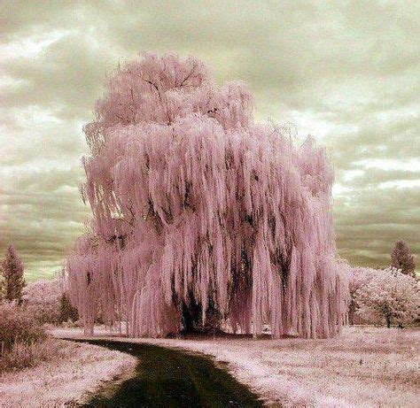 beautiful pink weeping willow    serene
