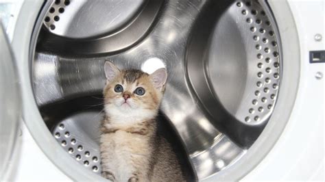 cat gets stuck in washing machine newshub