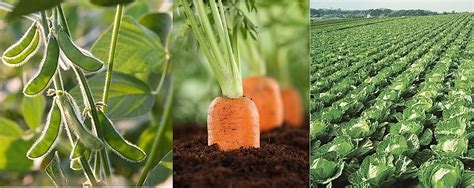 plant  carrots tips   successful crop rotation planthd