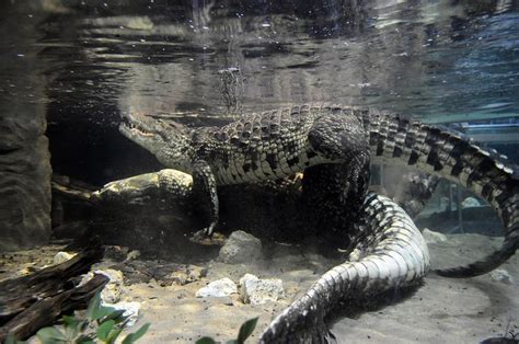 How Crocodiles Have Sex Boing Boing